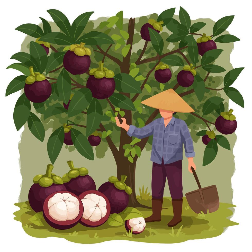 Farmer Harvesting Mangosteen From Tree with Shovel and Full Harvest vector