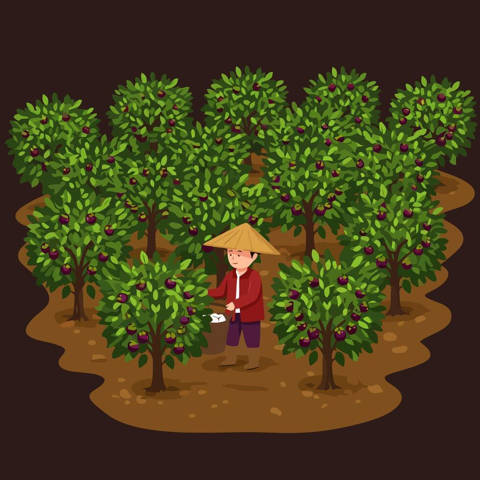 Person Harvesting Fruit in Orchard with Trees and Conical Hat vector