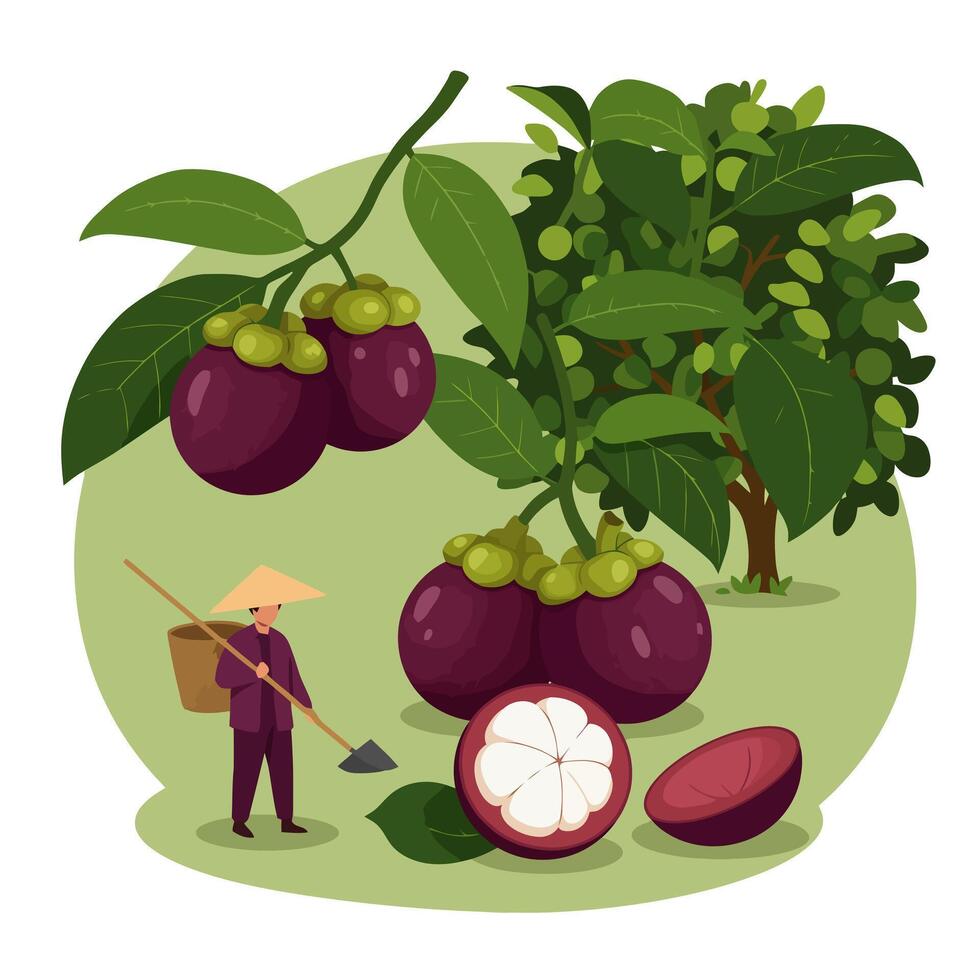 Harvesting Mangosteen Fresh Produce From the Tree with Farm Worker vector
