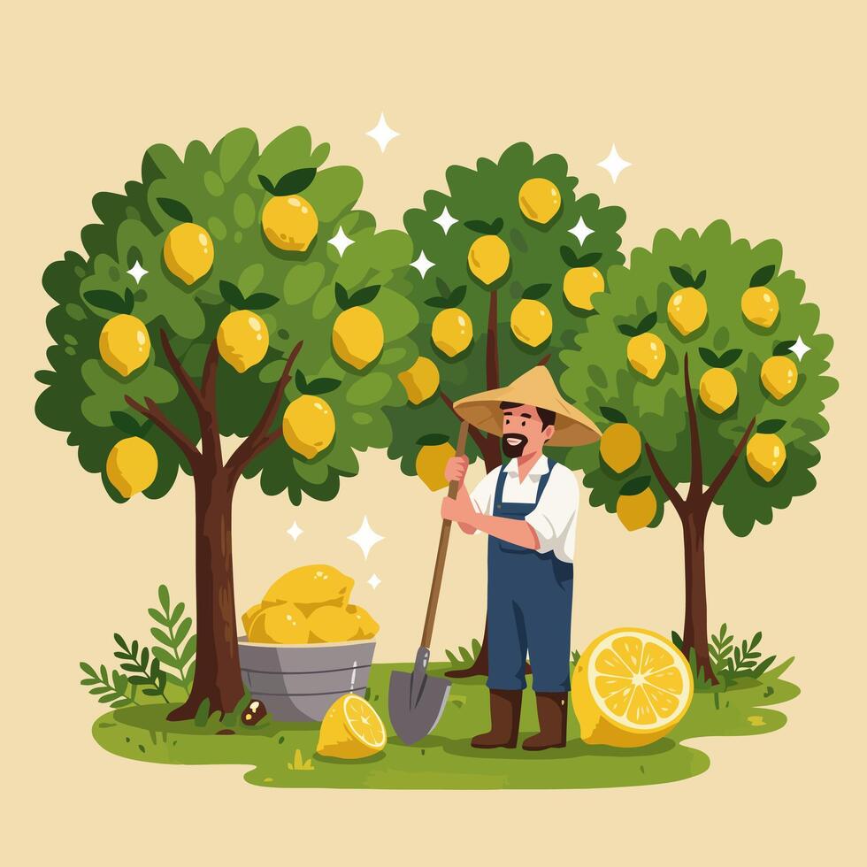 Harvesting Fresh Lemons Farmer Picking Ripe Fruit in Orchard Illustration vector