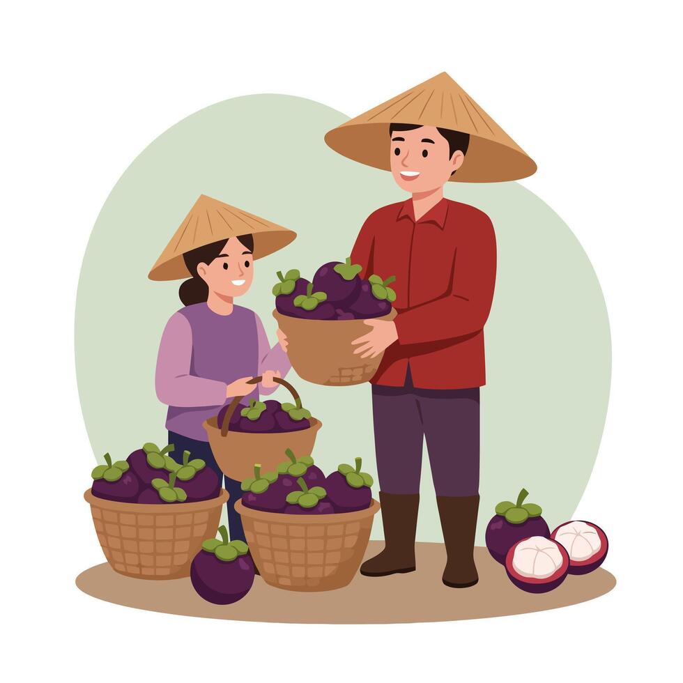 Farmers Harvesting Mangosteen Fresh Tropical Fruit in Woven Baskets Together vector