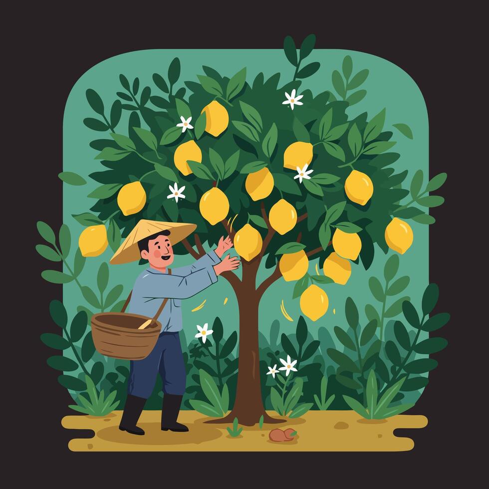 Harvesting Ripe Lemons Farmer Picking Fruit From Tree in Orchard vector