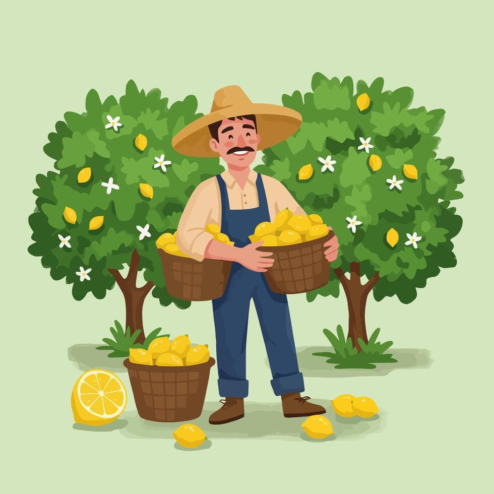 Farmer Harvesting Lemons in Orchard with Baskets Full of Fruit vector