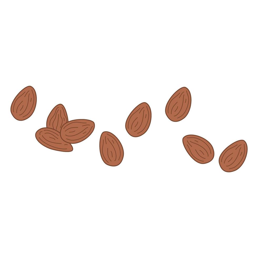 Roasted salted almonds nuts vector