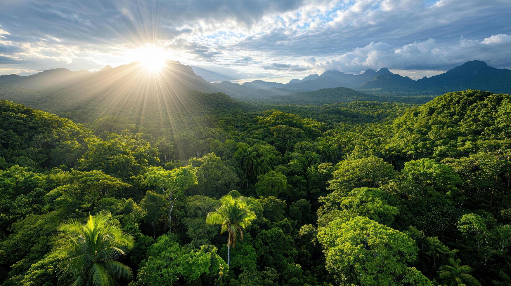 panoramic view of lush rainforest with sunlight breaking through trees, creating serene photo