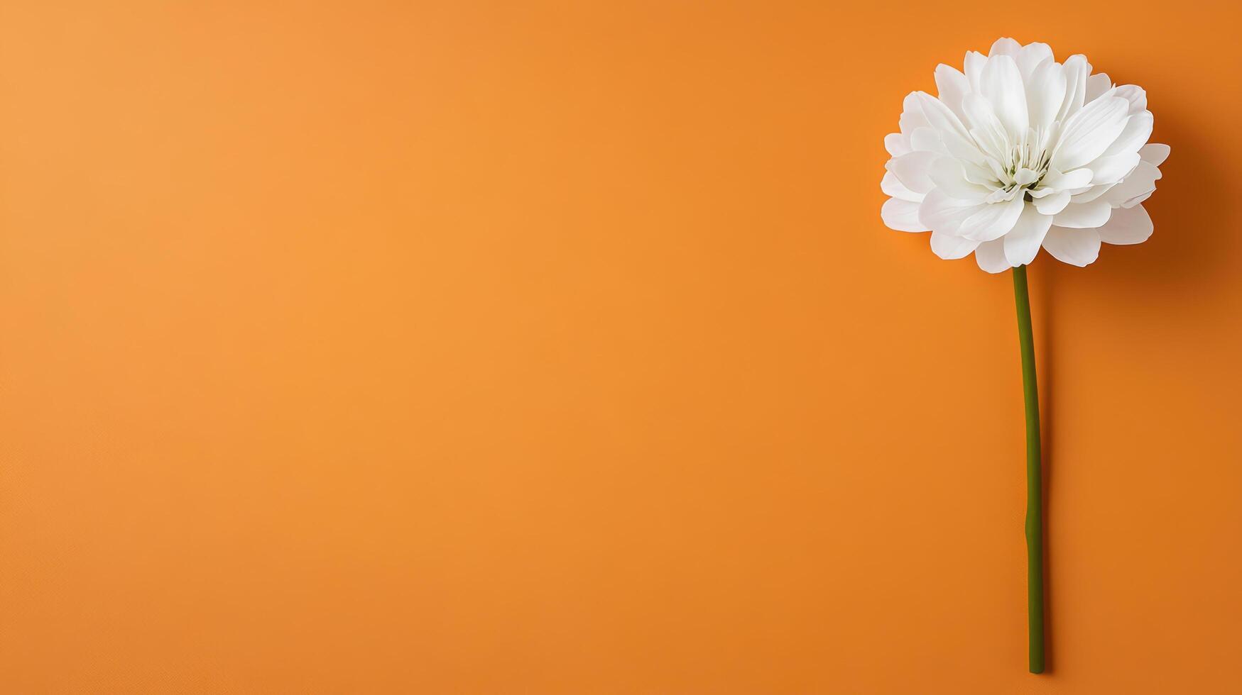 White flower on orange background photo