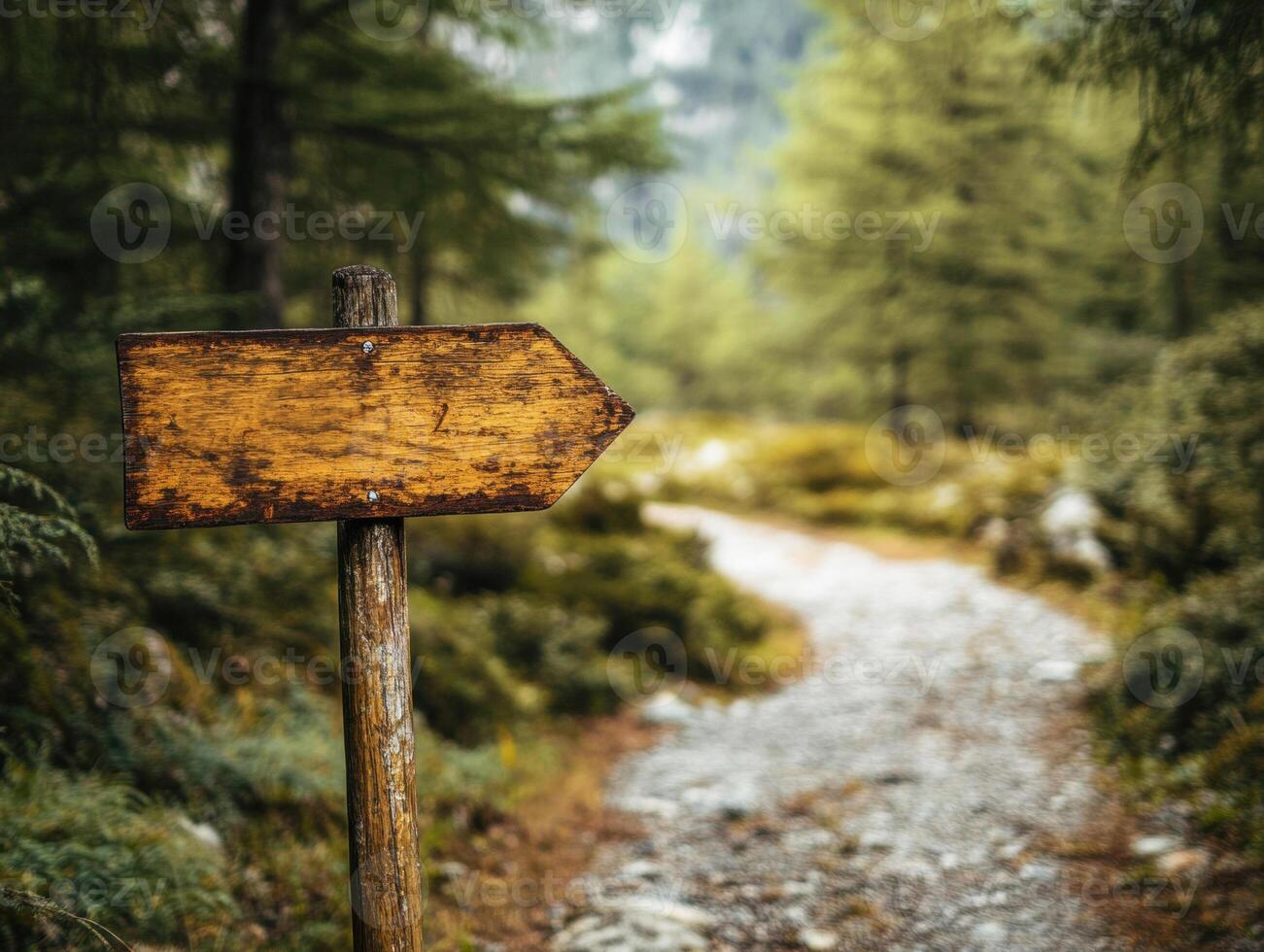 Wooden sign marks a winding path through a lush forest photo