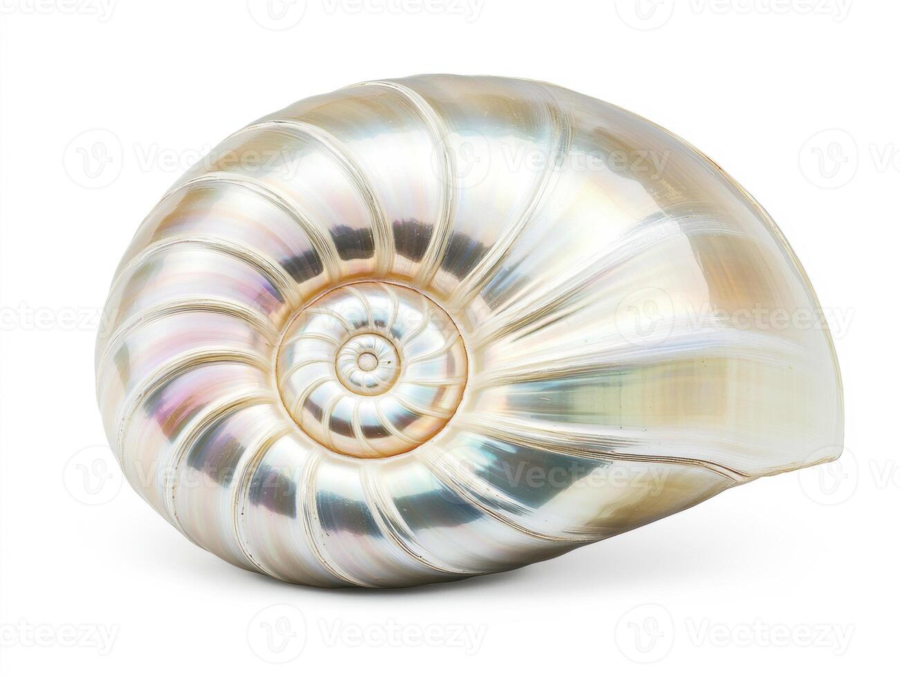 Beautiful nautilus shell showcasing iridescent patterns photo