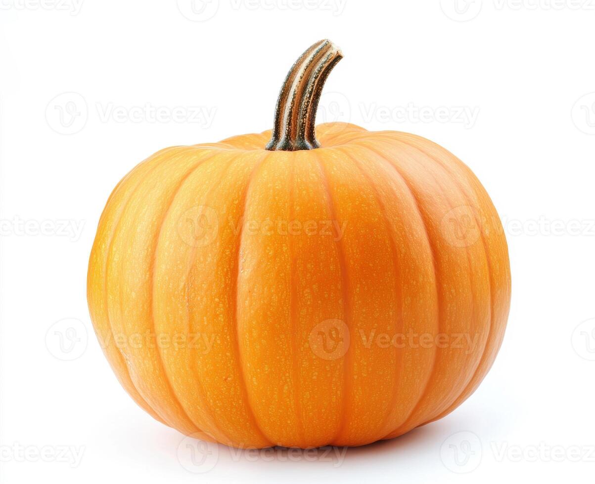 Orange pumpkin ready for harvest in autumn season photo