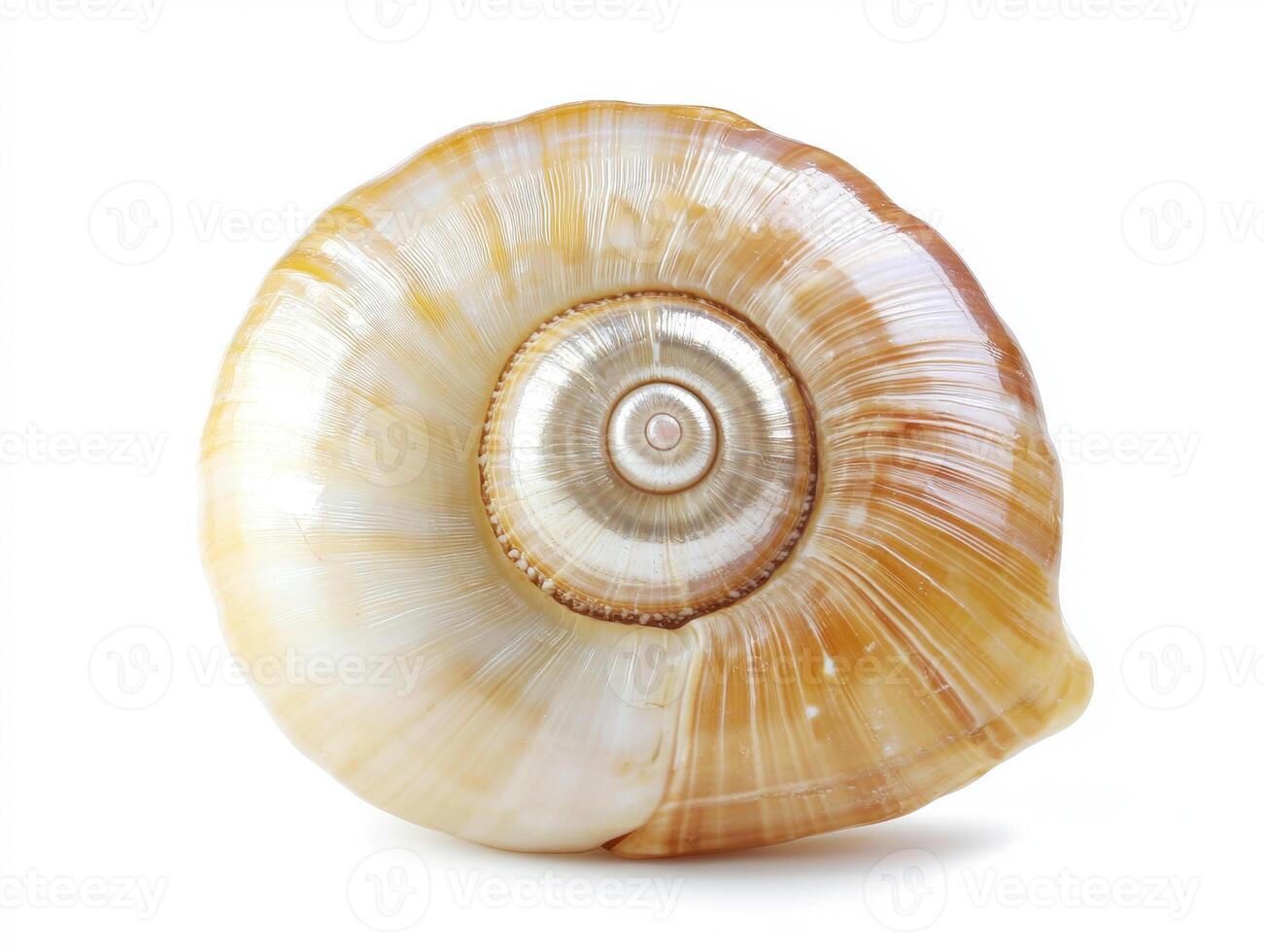 Beautiful spiral shell on bright background photo