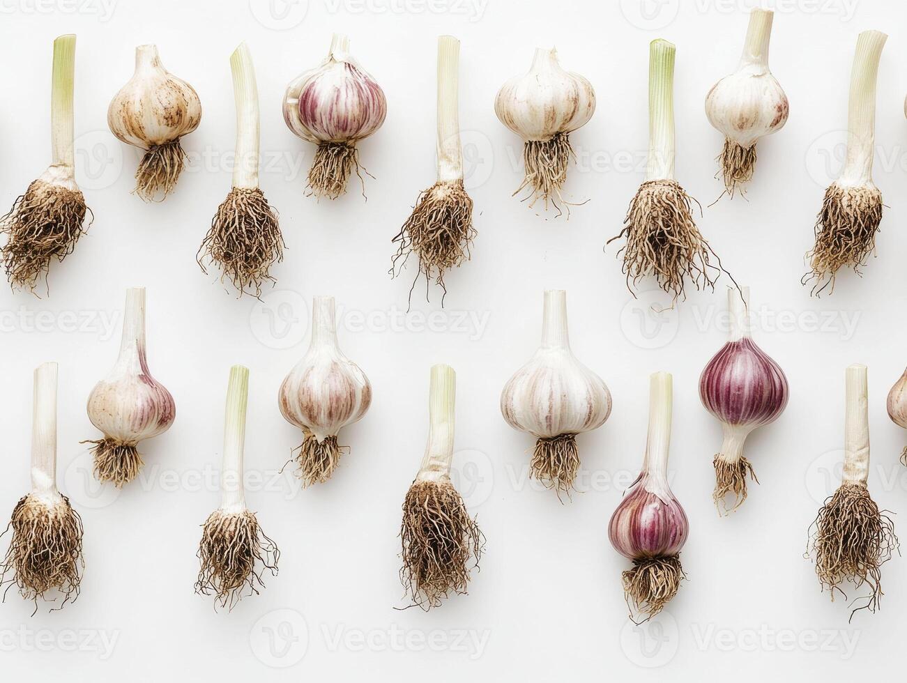 Garlic bulbs arranged on a white background for culinary display photo