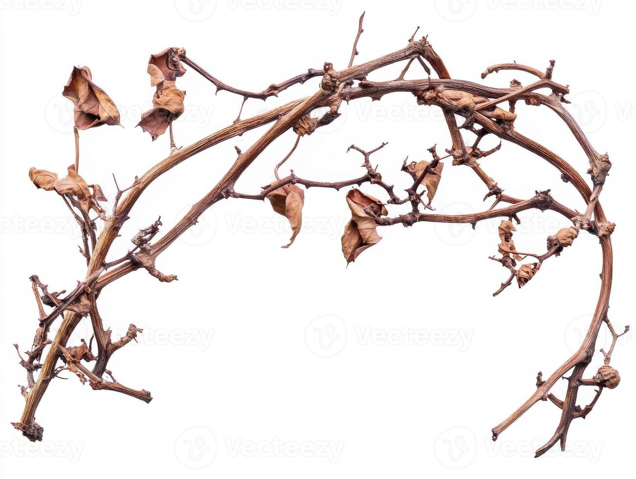 Twisted vines with dried leaves collected from a garden in autumn photo