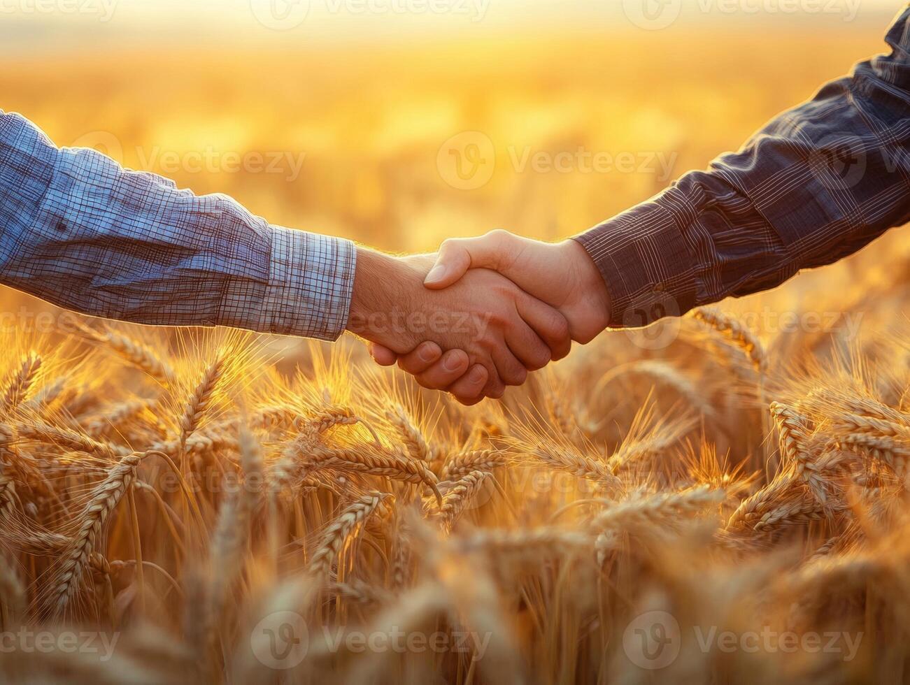 Farmers celebrate partnership during wheat harvest in golden fields photo