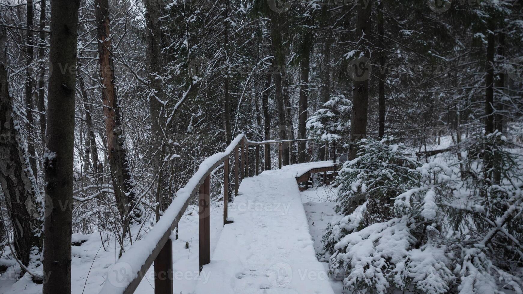 A peaceful and picturesque snowy pathway lined with beautiful trees, inviting tranquility and nature exploration photo