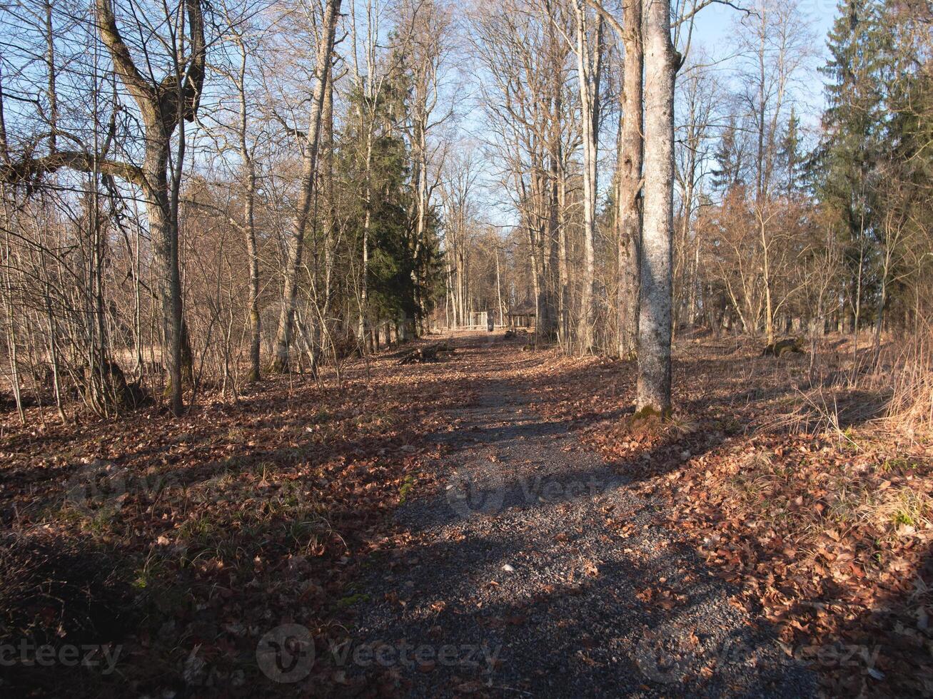 A tranquil forest trail surrounded by various trees, beautifully capturing the true essence of the autumn season photo