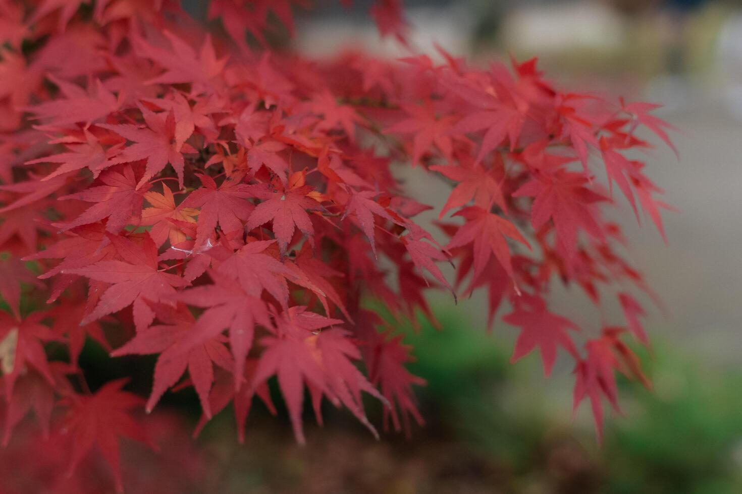 Japanese maple leaves create a calm and serene atmosphere in Kyoto. A peaceful depiction of fall, radiating tranquility and harmony. photo