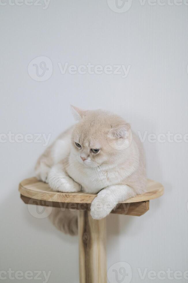 British shorthair beige cat with calm expression rests on wooden cat perch against plain white background photo