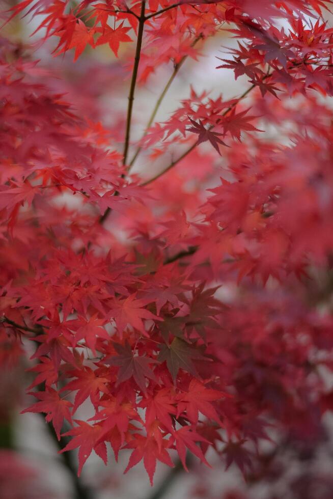 Abstract beauty of fall in Kyoto, where red and orange maple leaves dance in the breeze. A peaceful and idyllic scene in nature's embrace. photo