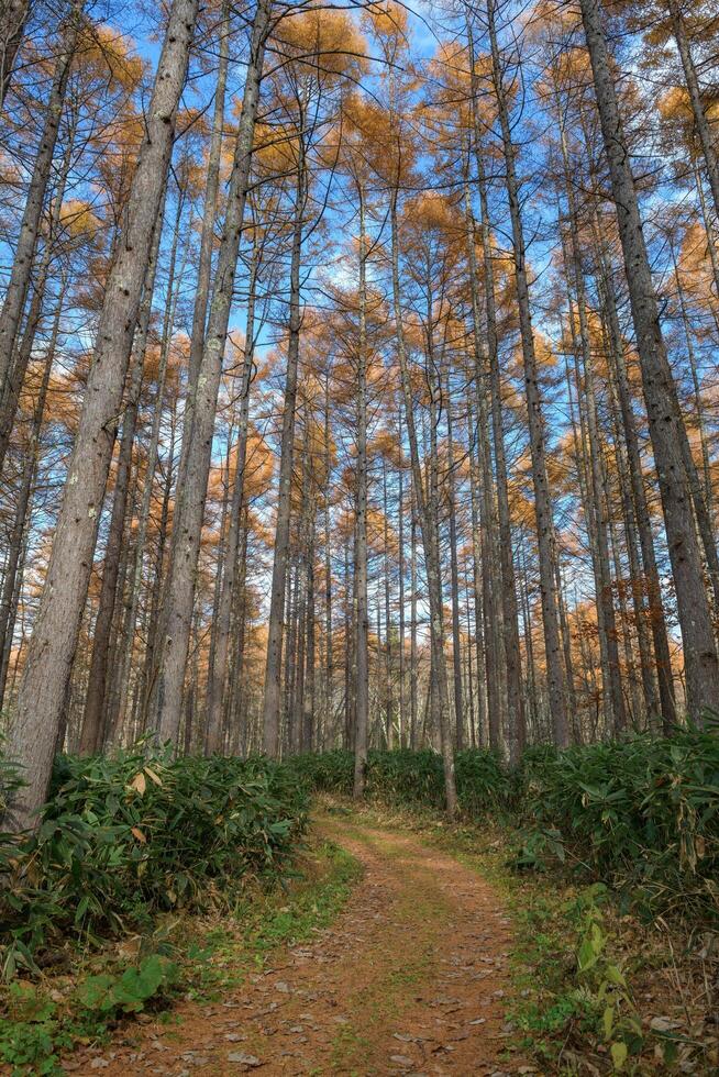 Explore the mindfulness of nature with a horizontal panorama capturing the dark, serene beauty of a pine forest at dawn, where sunlight filters through the towering trunks. photo