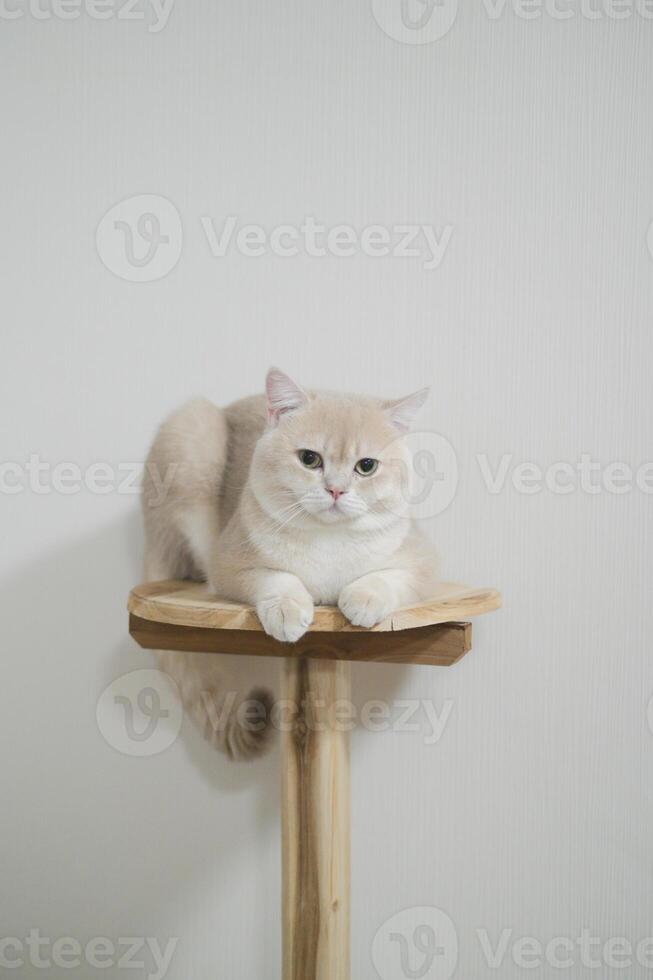 British shorthair beige cat with calm expression sits on wooden cat tree against plain white background photo