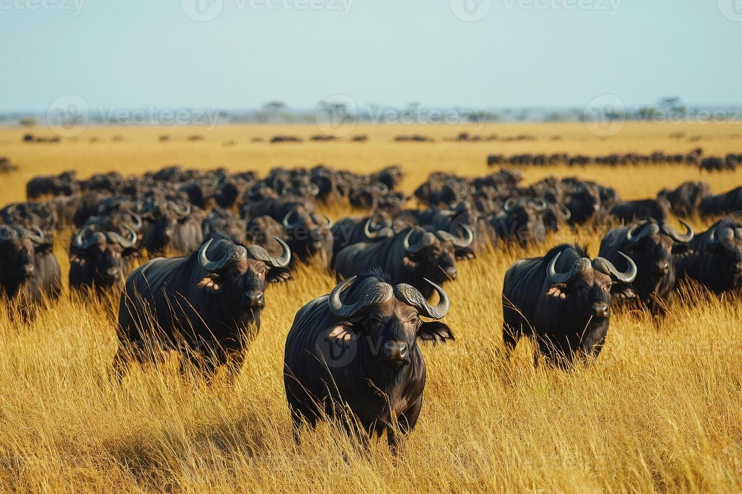 Herd of african buffaloes grazing in savanna grassland during migration photo