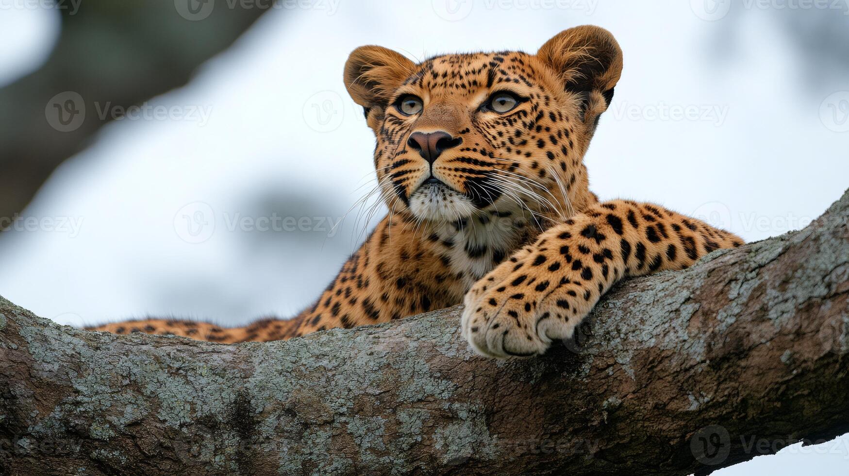 Leopard resting on a branch and observing surroundings photo