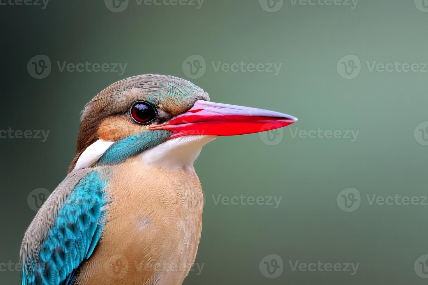 Kingfisher bird showing colorful plumage and red beak in nature photo