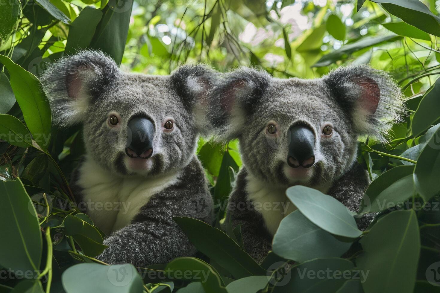 Two koalas posing on eucalyptus tree branches photo