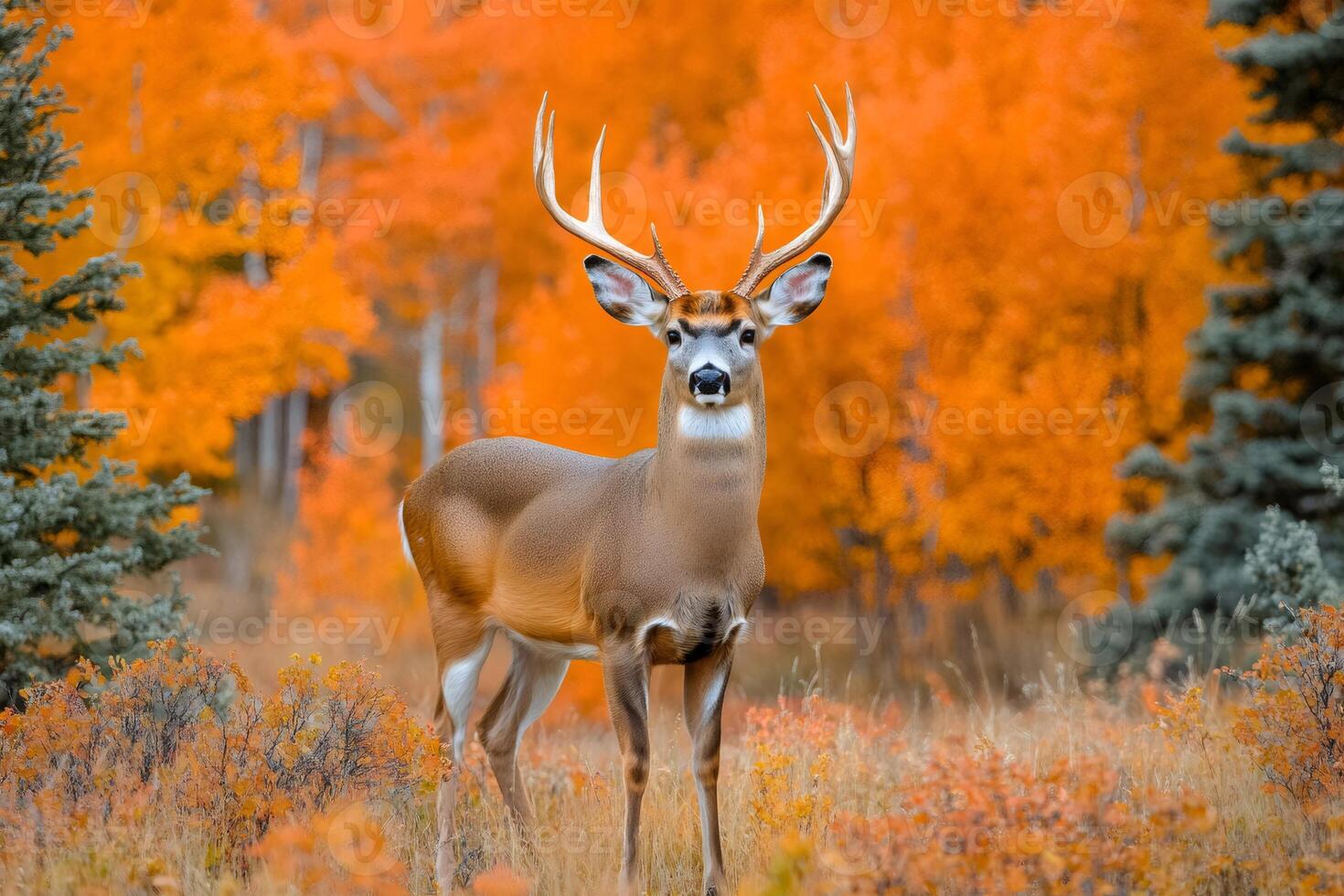 Majestic white tailed deer buck standing in autumn forest photo
