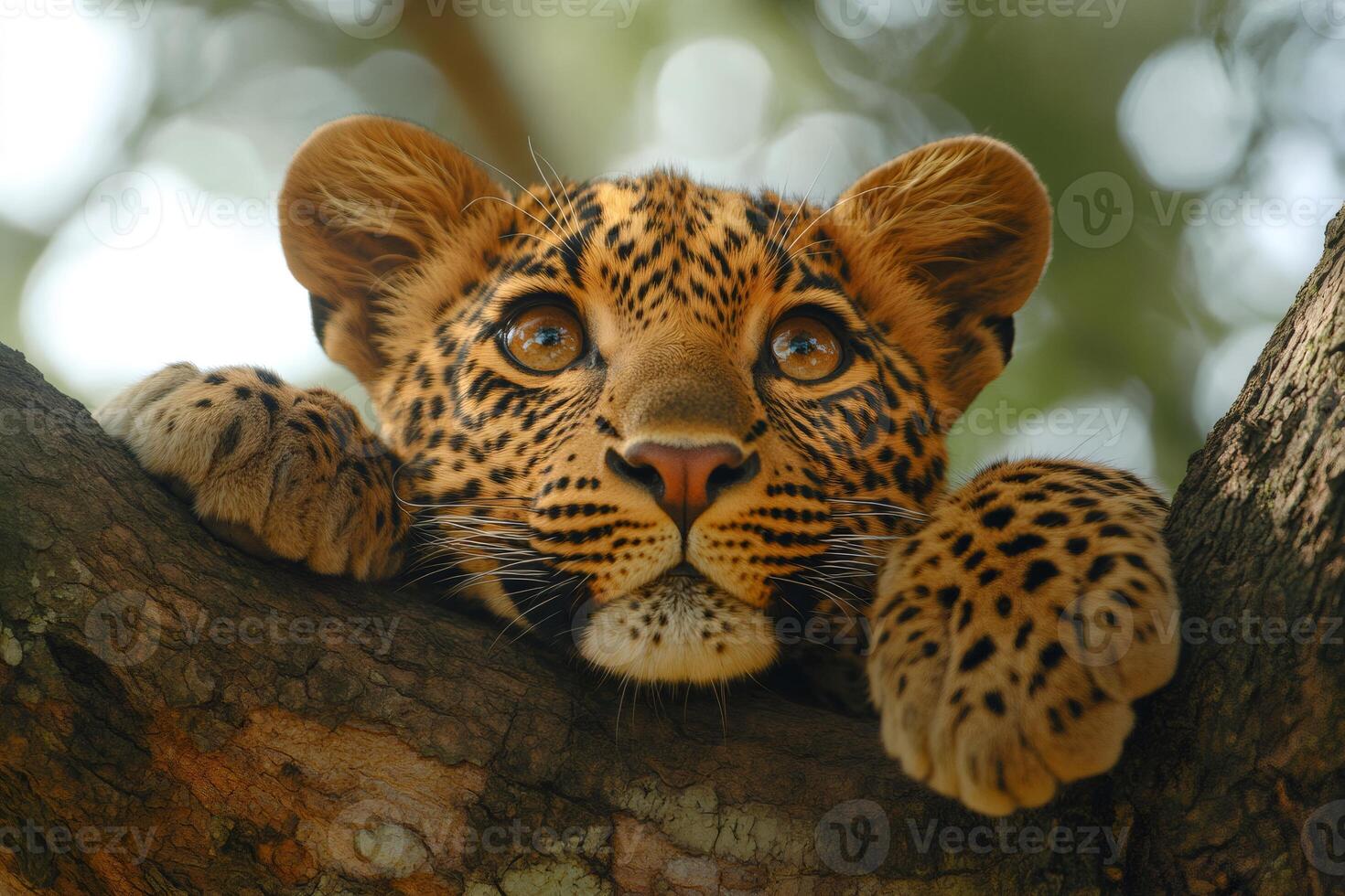 Leopard cub resting on a branch in the forest photo