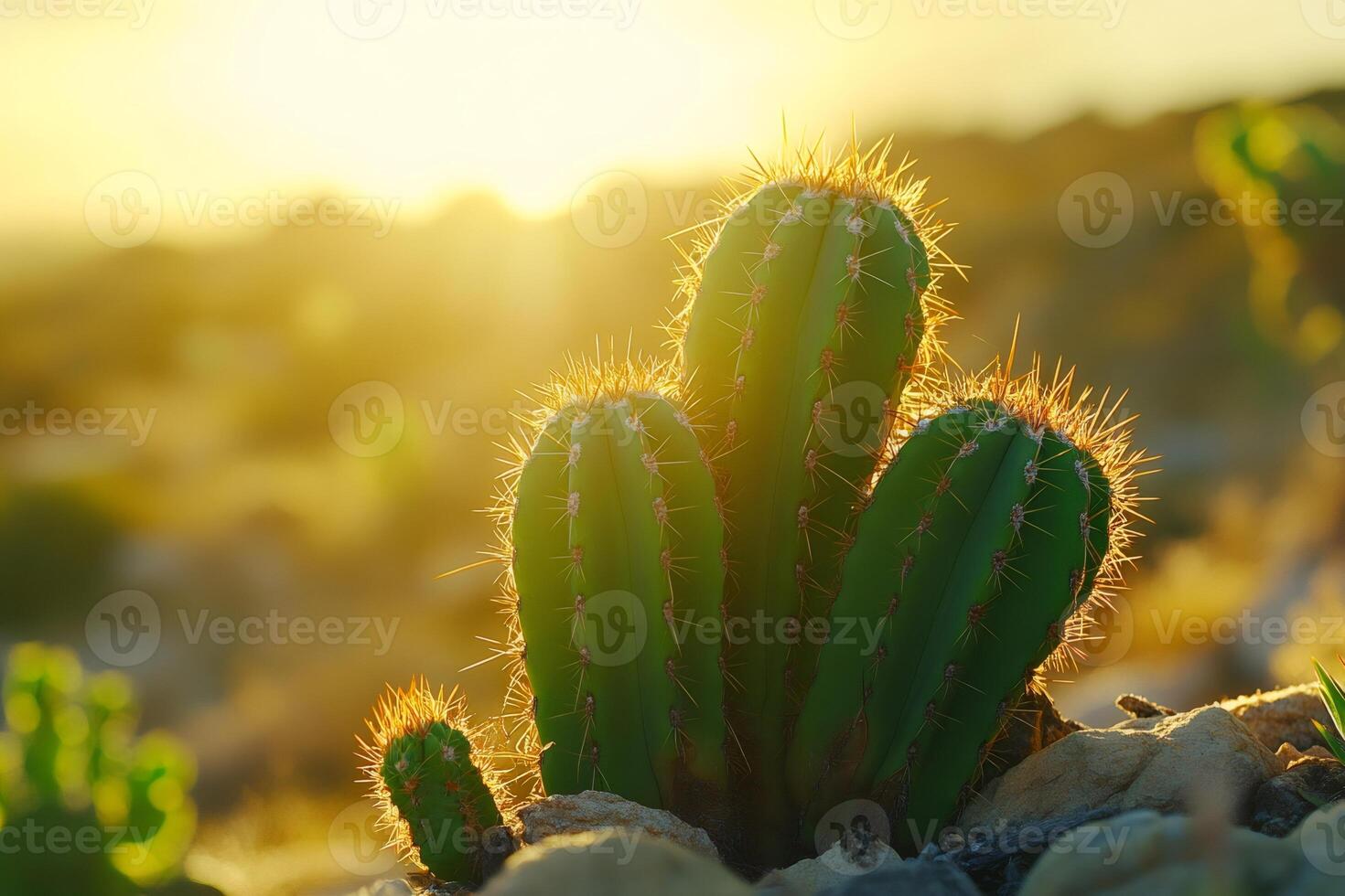 Cactus plants growing in desert sunlight at sunset photo