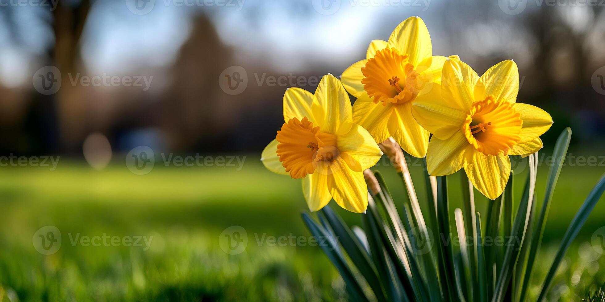 Yellow daffodils blooming in spring, bringing joy and warmth photo
