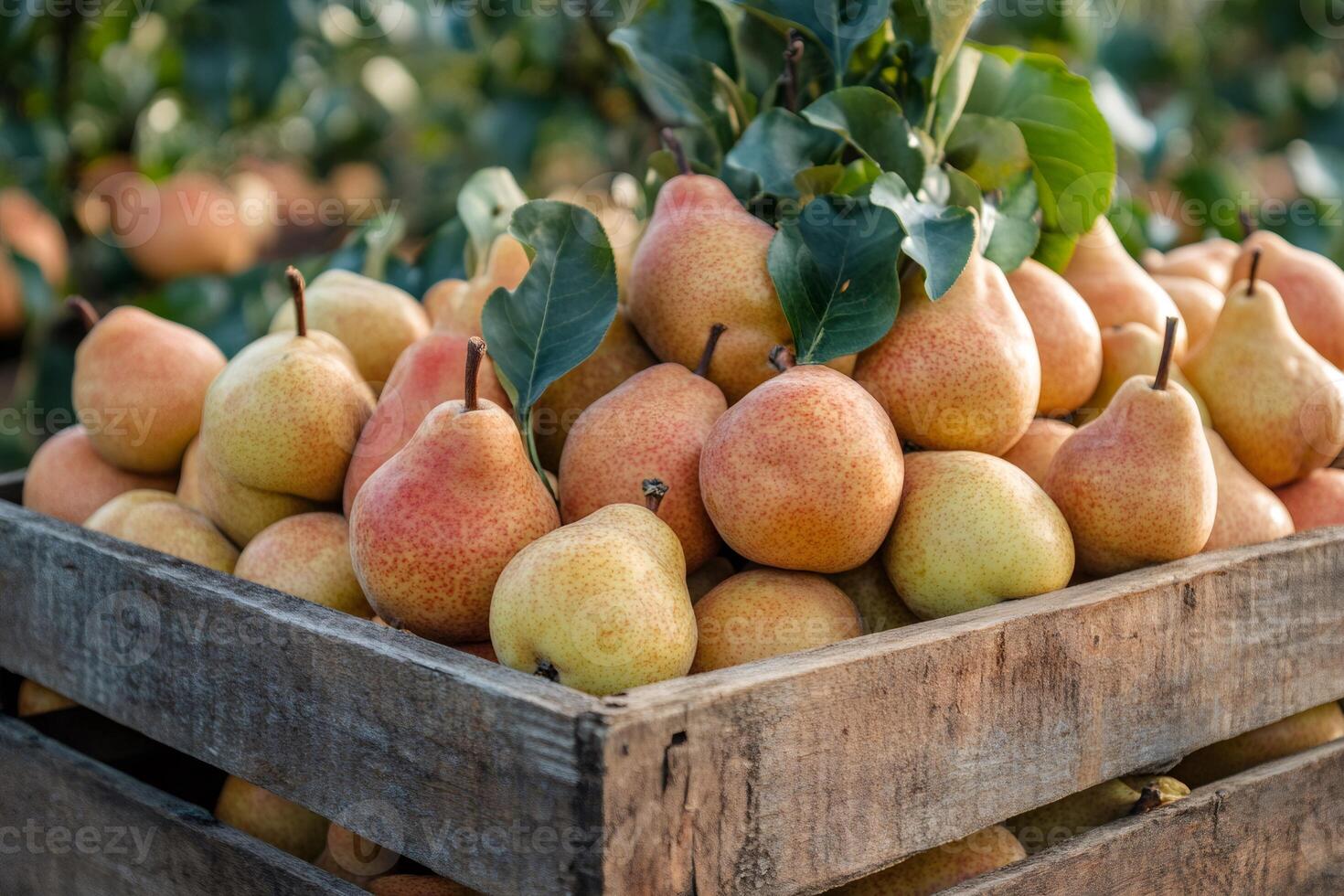 Freshly picked pears filling a wooden crate in an orchard photo