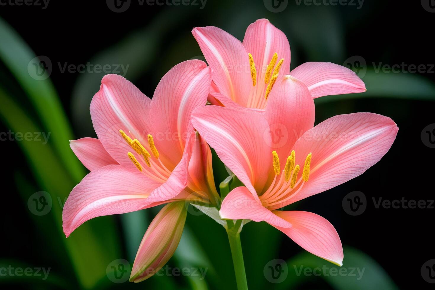 Pink lilies blooming with grace and elegance on dark background photo