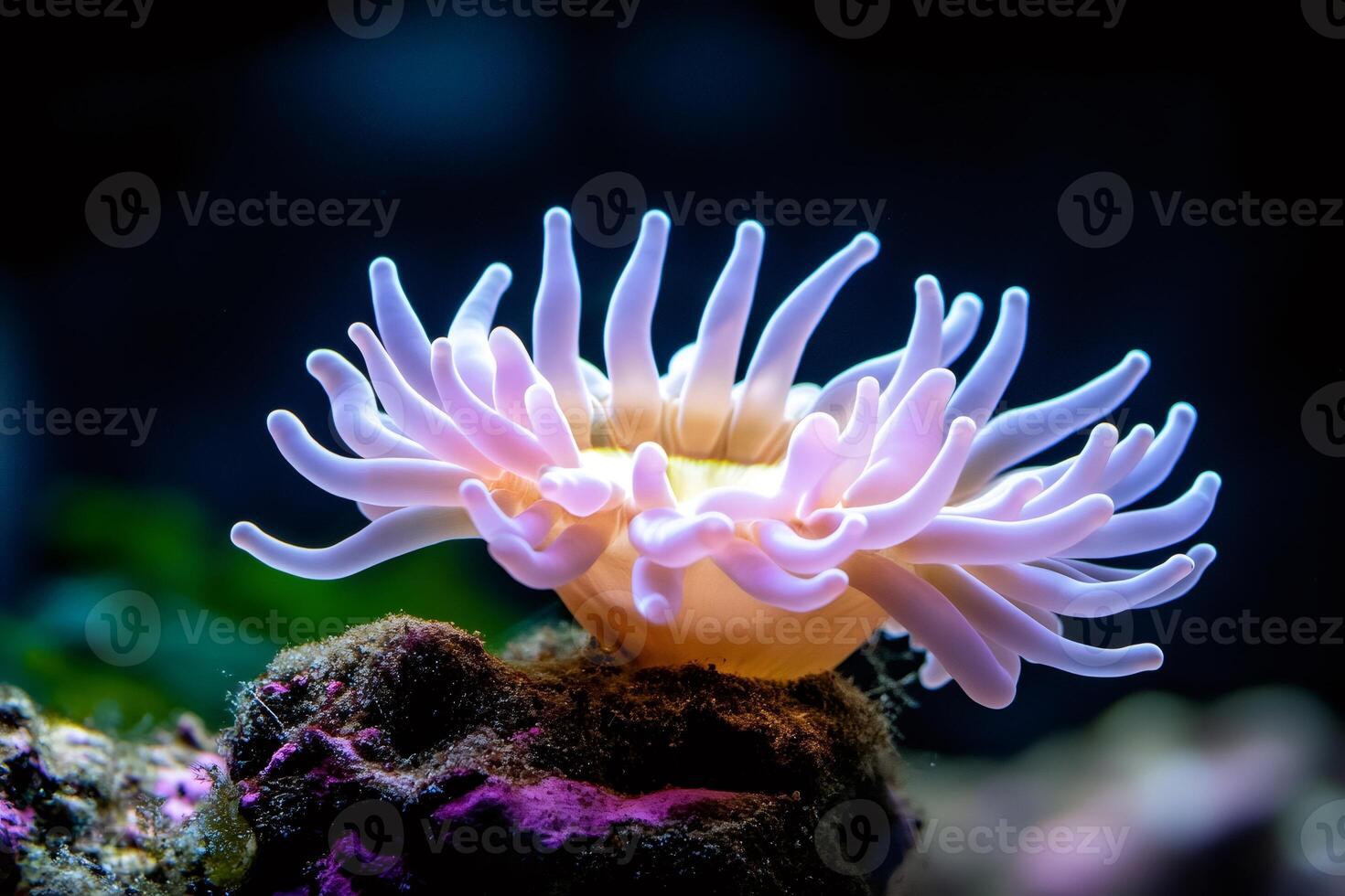 Condylactis anemone showing its beautiful tentacles in aquarium photo