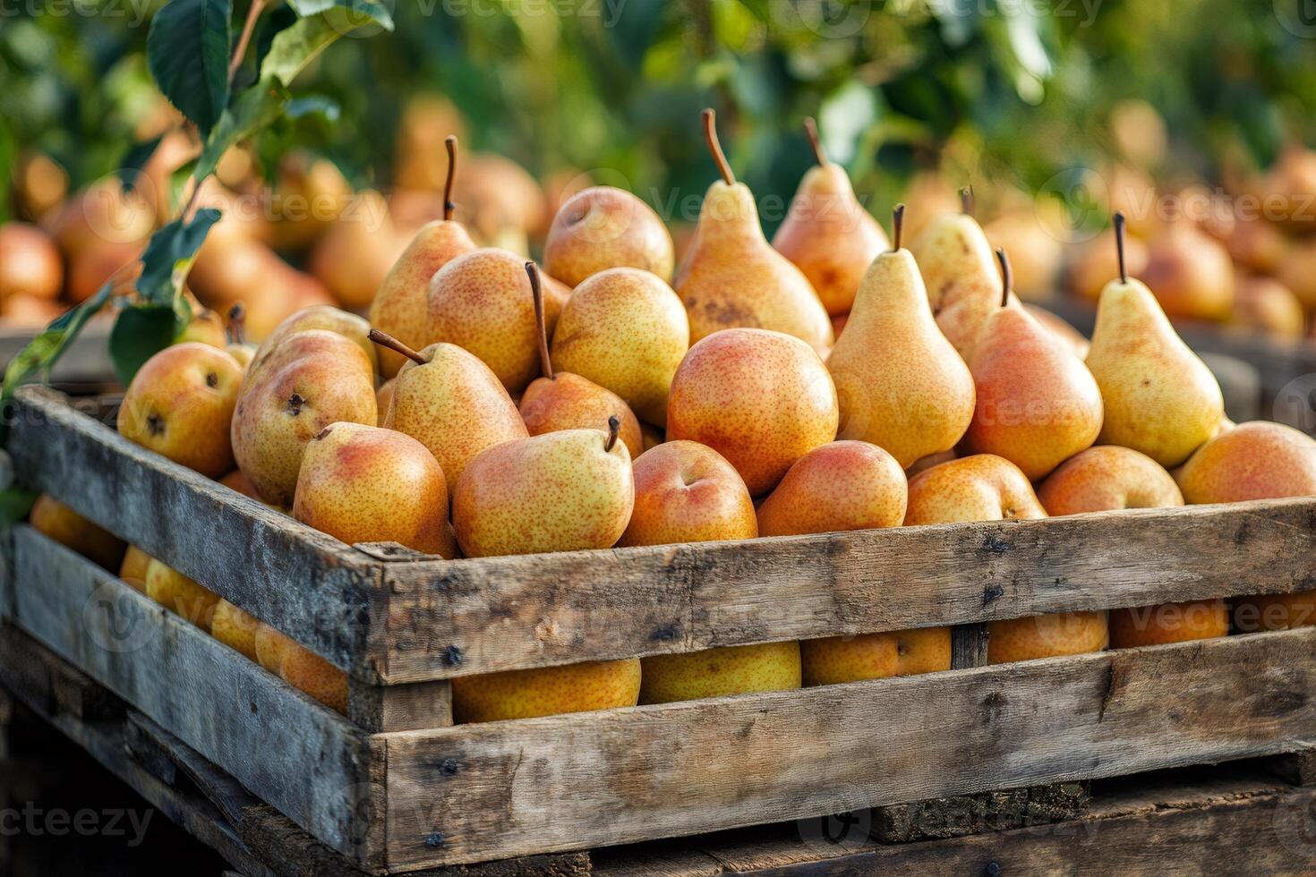Freshly harvested pears filling wooden crates in orchard photo