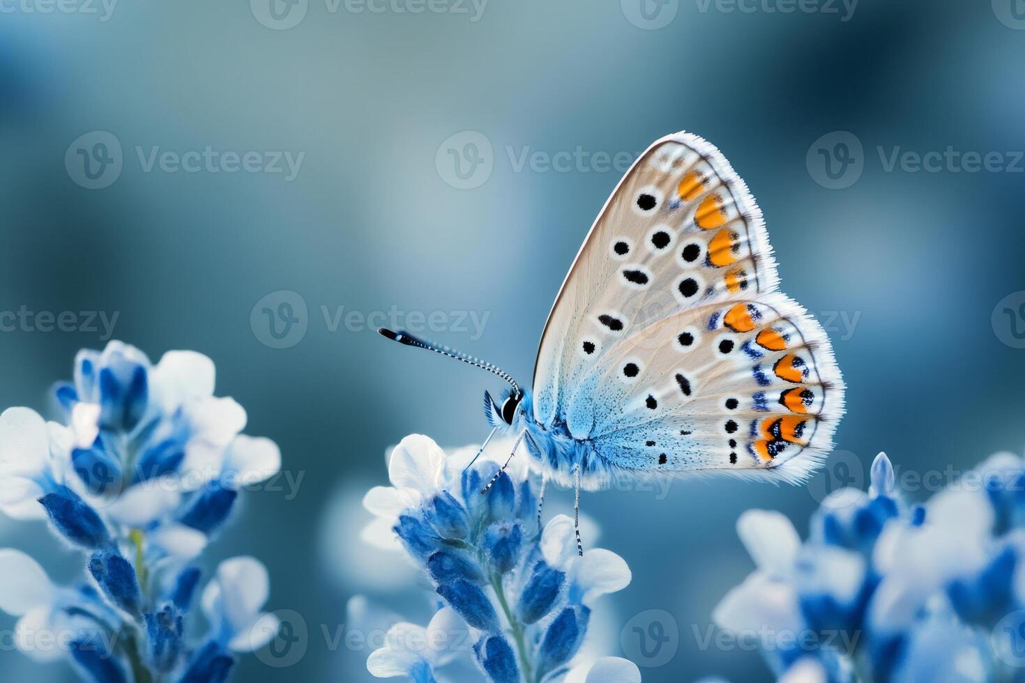Beautiful butterfly feeding on blue flower in summer meadow photo
