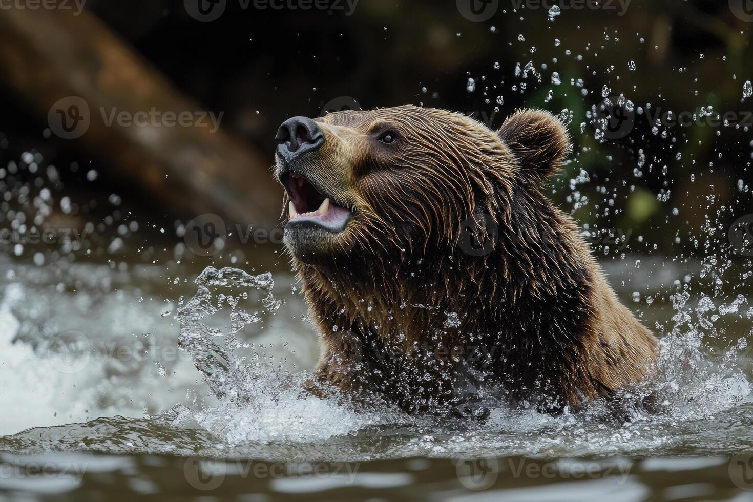 Brown bear emerging from river with open mouth and water splashing around photo