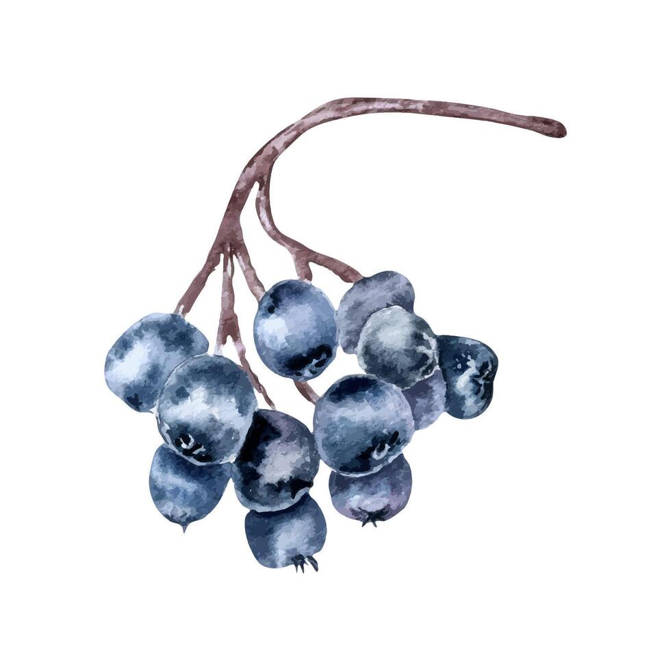 Bunch of black chokeberry watercolor illustration isolated on white. Aronia berries on tree branch in botanical sketch hand painted. Black fruits berry hand drawn for label, package, autumn theme. vector