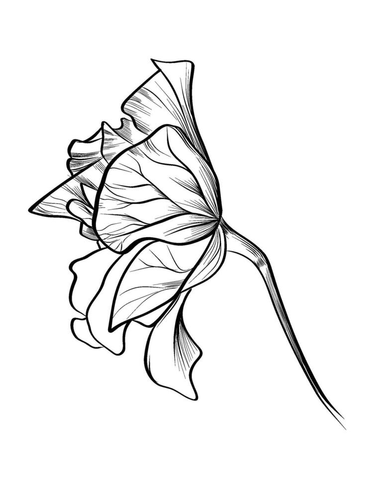 Hibiscus Flower Hand Drawing vector