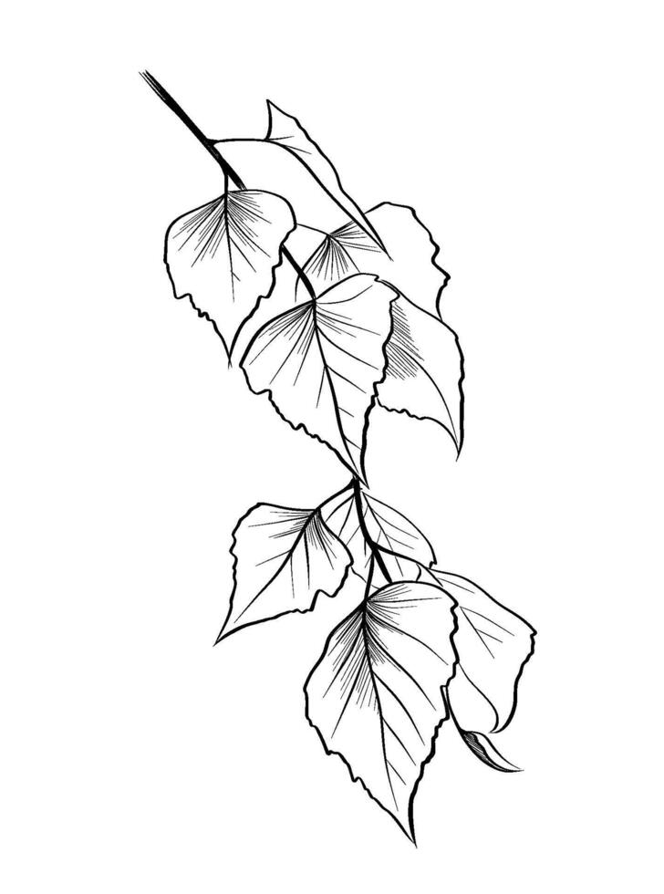 Birch branch Hand drawing vector