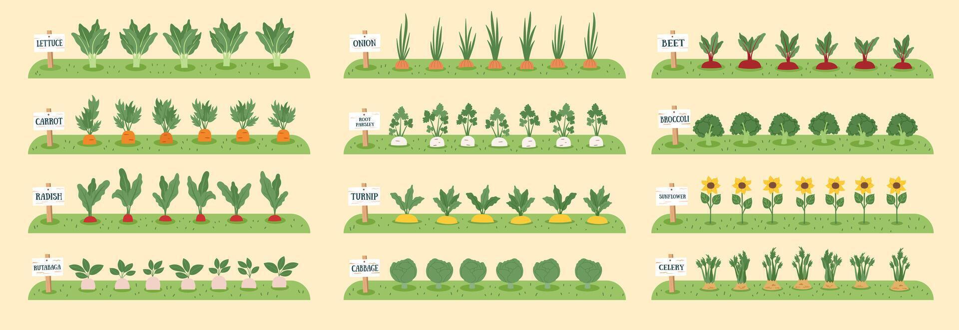 Gardening and farming concept banner. Nature background with beds with vegetables. Regenerative and sustainable farming concept. vector