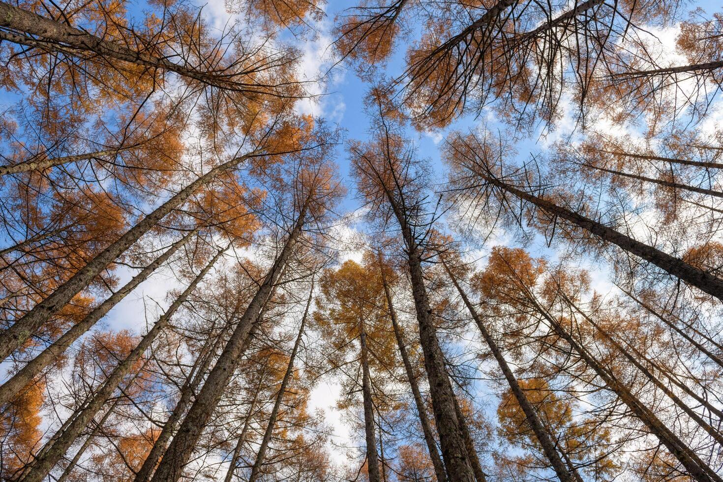 Experience the atmospheric beauty of a fog-kissed pine forest in the early morning, where the hues of green create a serene effect in this horizontal, meditative landscape. photo