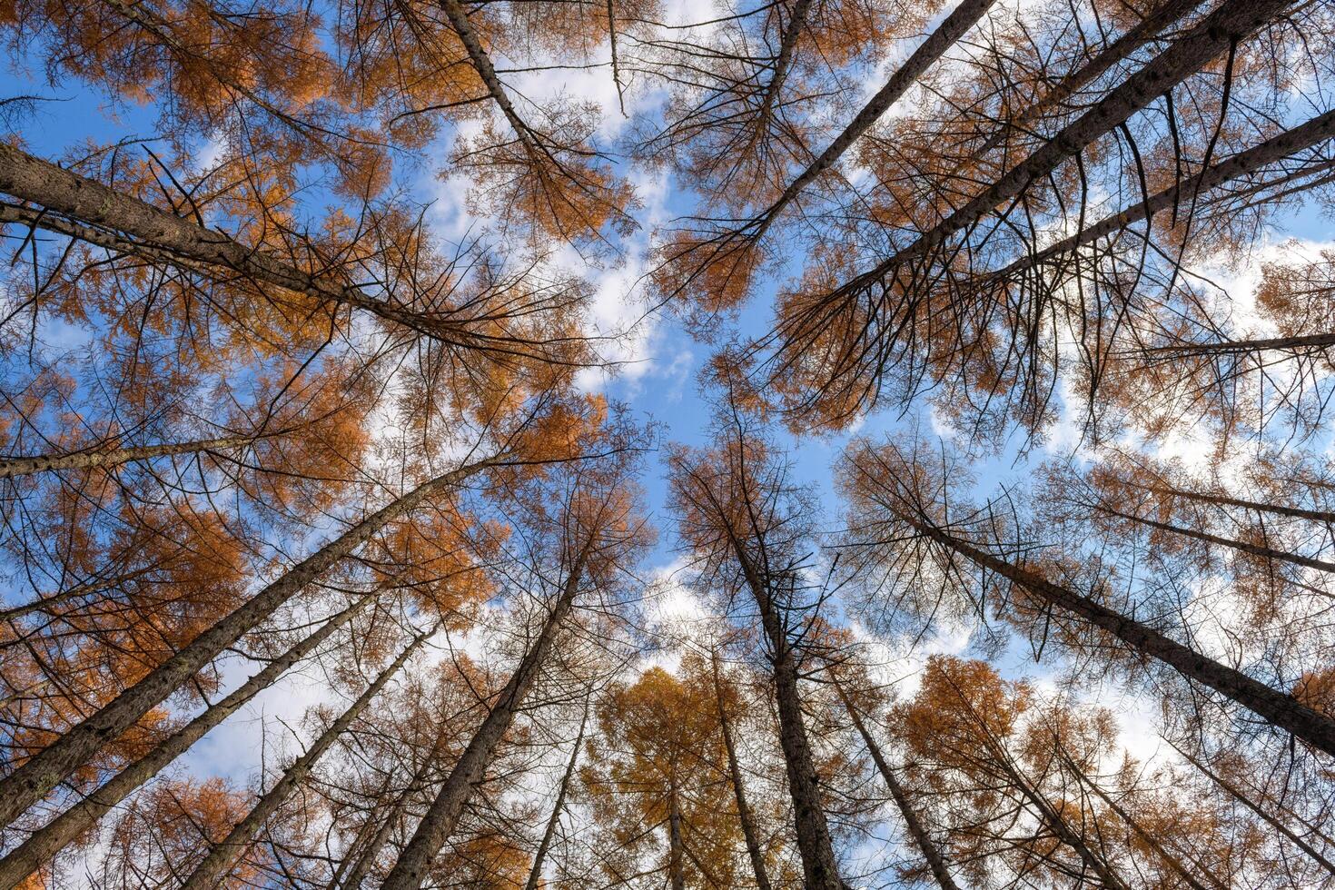 Explore the enchanting world beneath the towering pines with an upward-looking perspective, where the morning sunlight filters through the foliage, creating a calming effect. photo