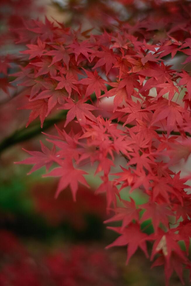 Lonely and peaceful, the abstract beauty of fall in Kyoto is portrayed through the vibrant colors of maple leaves. A tranquil and calming scene. photo