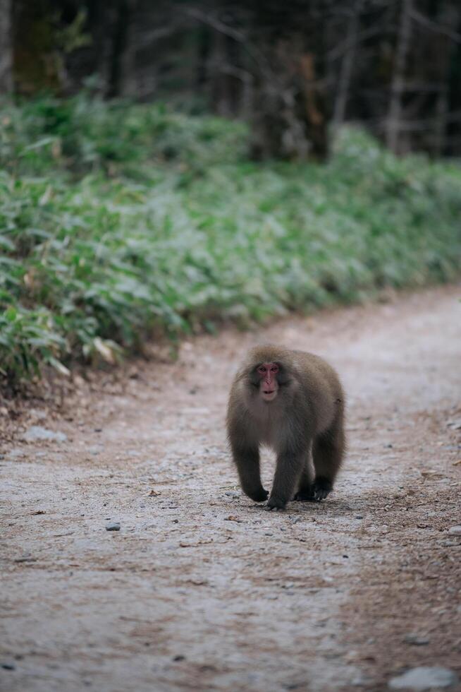 Wildlife escape, Monkey family in a lush tropical habitat. Black primates with fuzzy tails, expressing the funny and cute side of rainforest life. photo