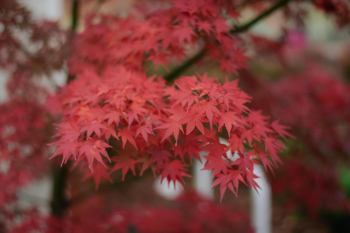 A quiet and lonely scene in Kyoto as vibrant maple leaves bring a touch of romance and tranquility to the landscape. A peaceful depiction of fall. photo
