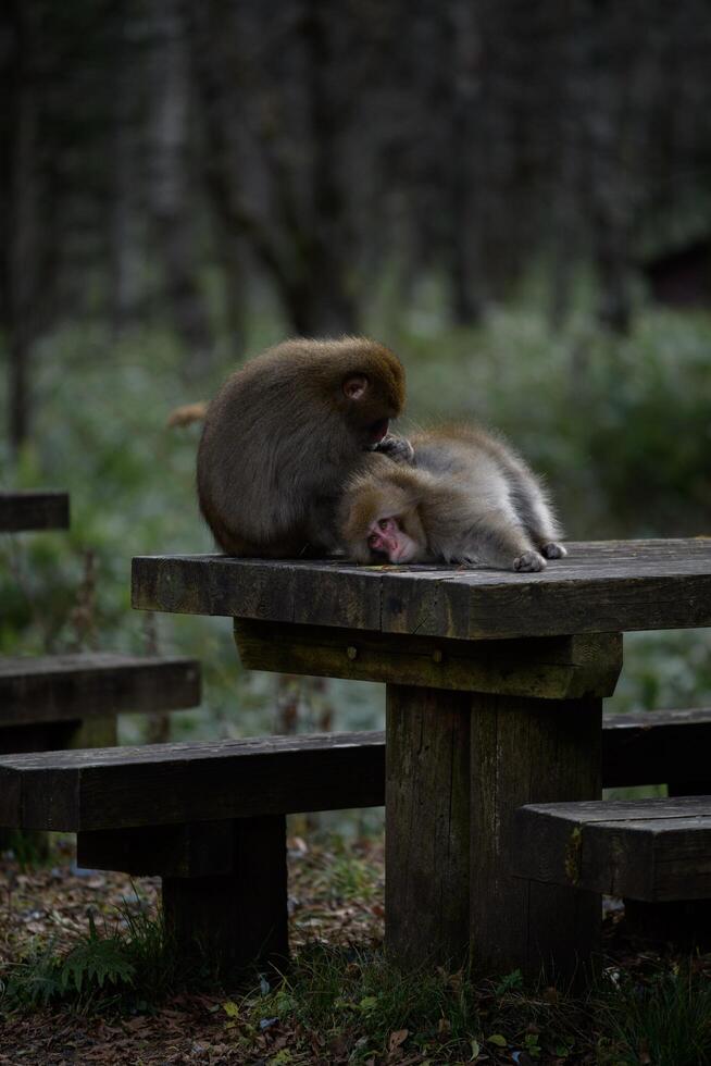 Japanese monkey family showcasing adorable grooming and curious expressions. Funny behavior captured in their natural tropical habitat, creating a charming wildlife portrait. photo