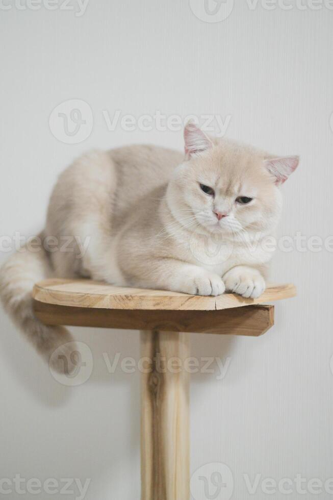 British shorthair beige cat with calm expression sits on wooden perch against plain white background photo