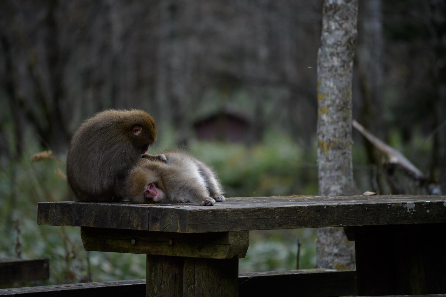 Adorable monkey family in a Japanese rainforest, showcasing grooming and curious expressions. Funny behavior captured in their natural tropical habitat. photo